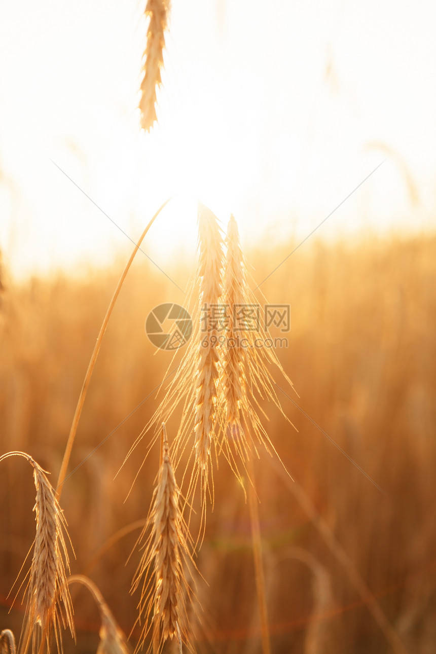 金色麥穗：攝影繪畫設計中的絕美圖片