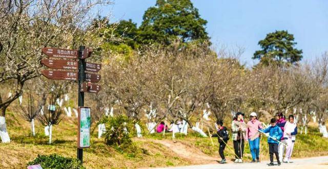 冬日浪漫！深圳坪山賞梅路線快收藏好