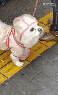 狗子怕冷故意把窗簾蓋在身上，狗：這暗示夠明顯了吧？