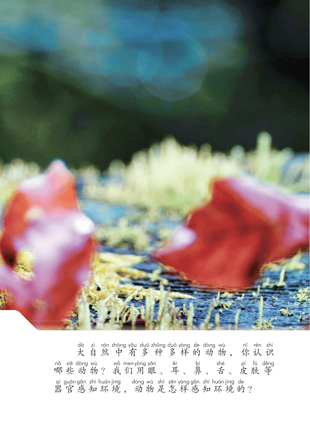 2026青島版一年級科學下冊電子課本(PDF高畫質版新教材)