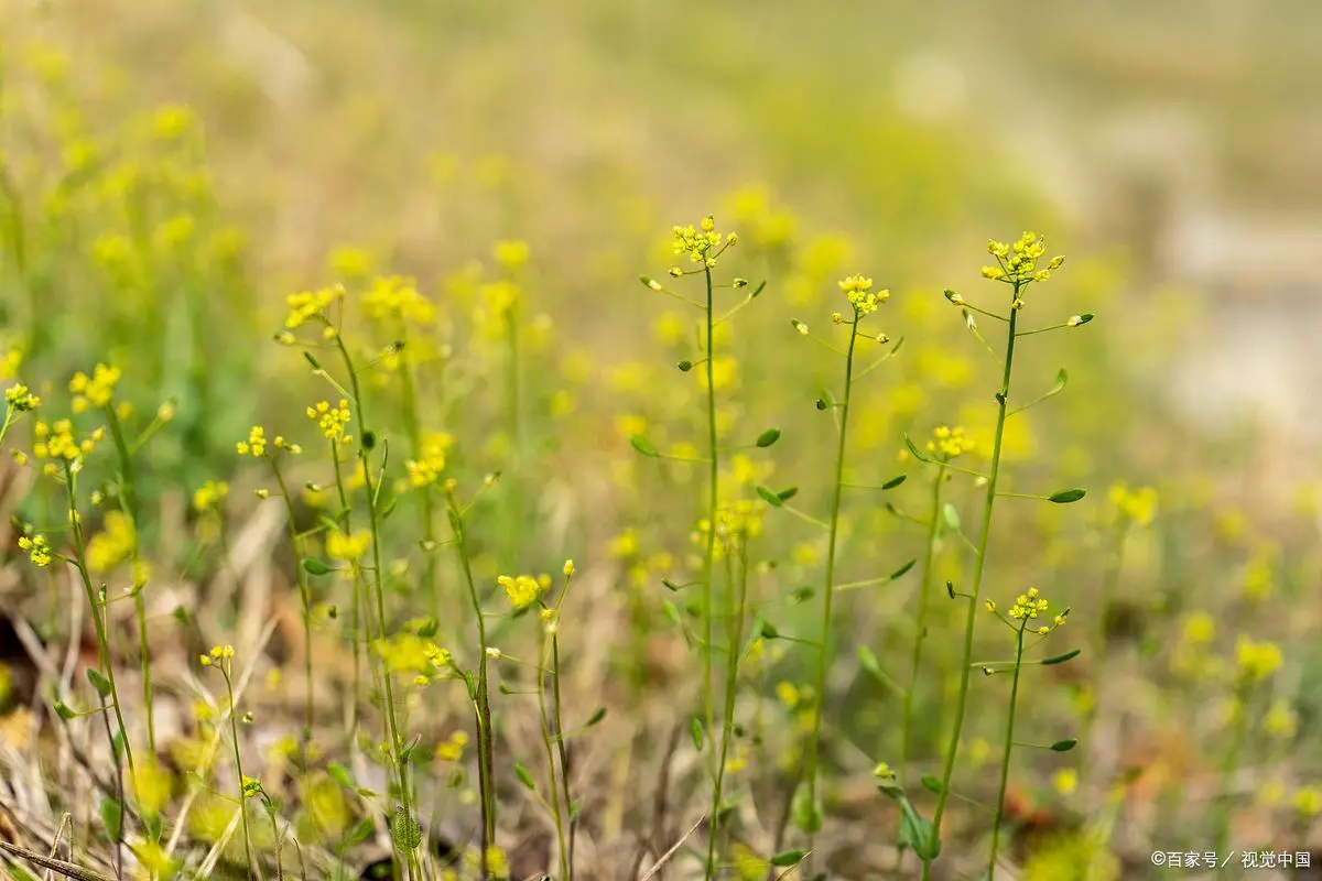 朝拜不必遠去（詩歌）