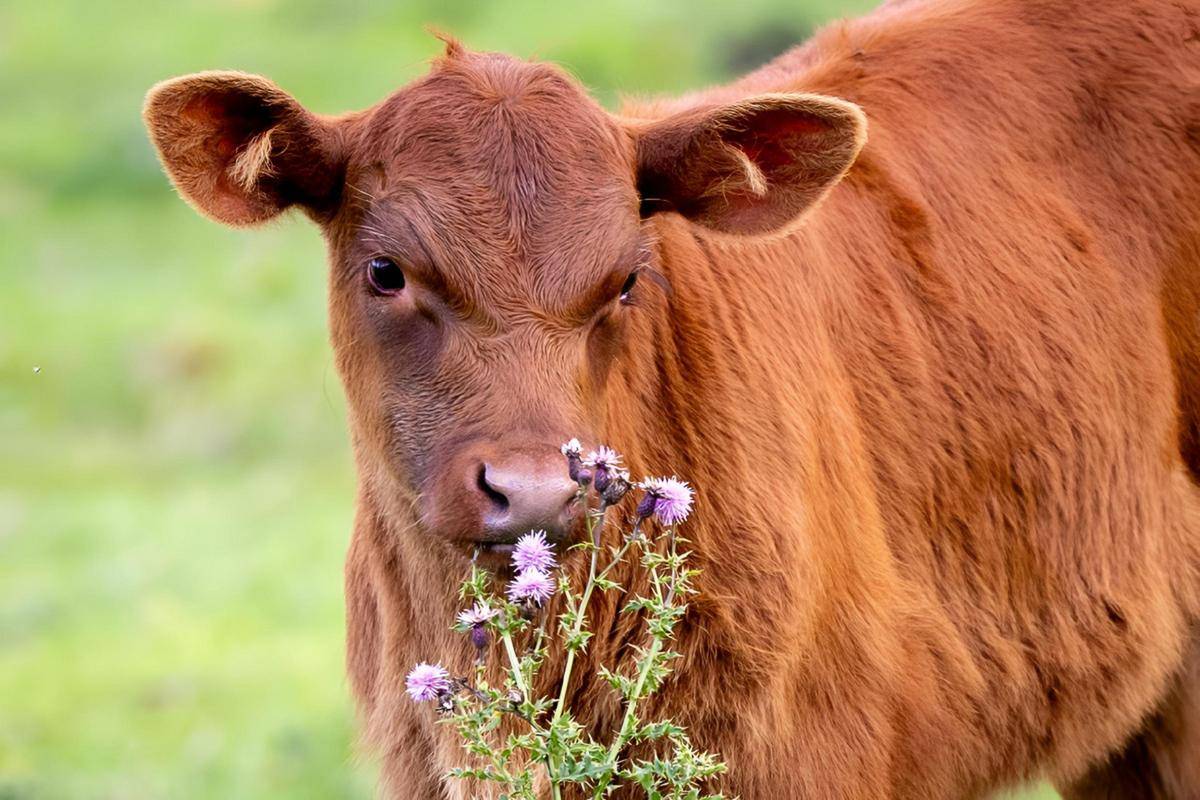 出生小牛犢拉稀怎麼辦？獸醫詳解，建議收藏！