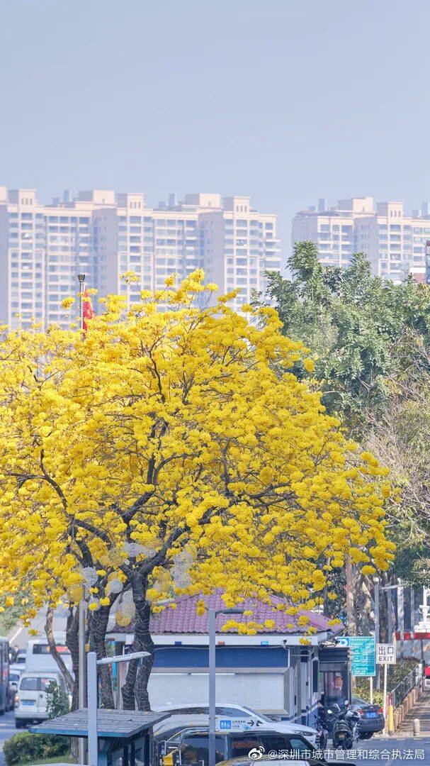 戴口罩！關閉門窗！今年提前“殺到”，多人中招！深圳網友：臉都腫了