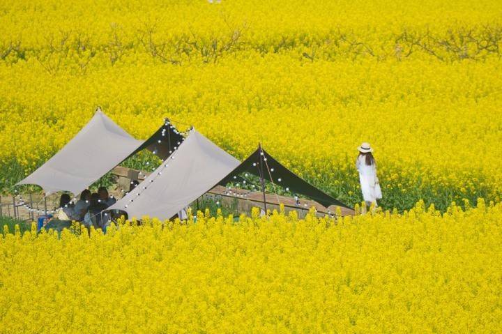 原創太原規模最大的油菜花即將上線，超級壯觀，提前收藏、不要錯過！