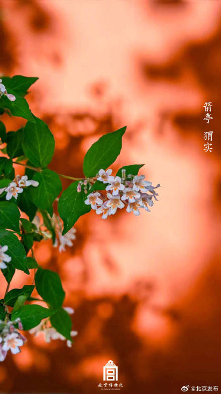 收藏瞭解！故宮裡的小眾花木也值得一看