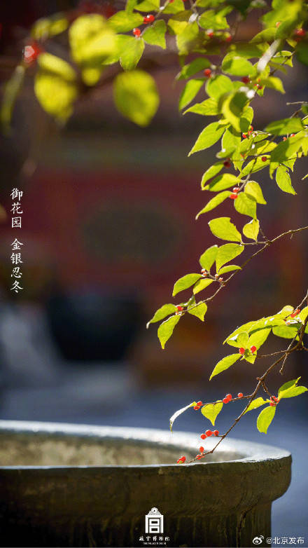 收藏瞭解！故宮裡的小眾花木也值得一看