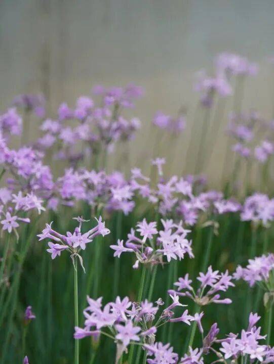 收藏！泉州春日賞花去哪裡？花期+地址全攻略