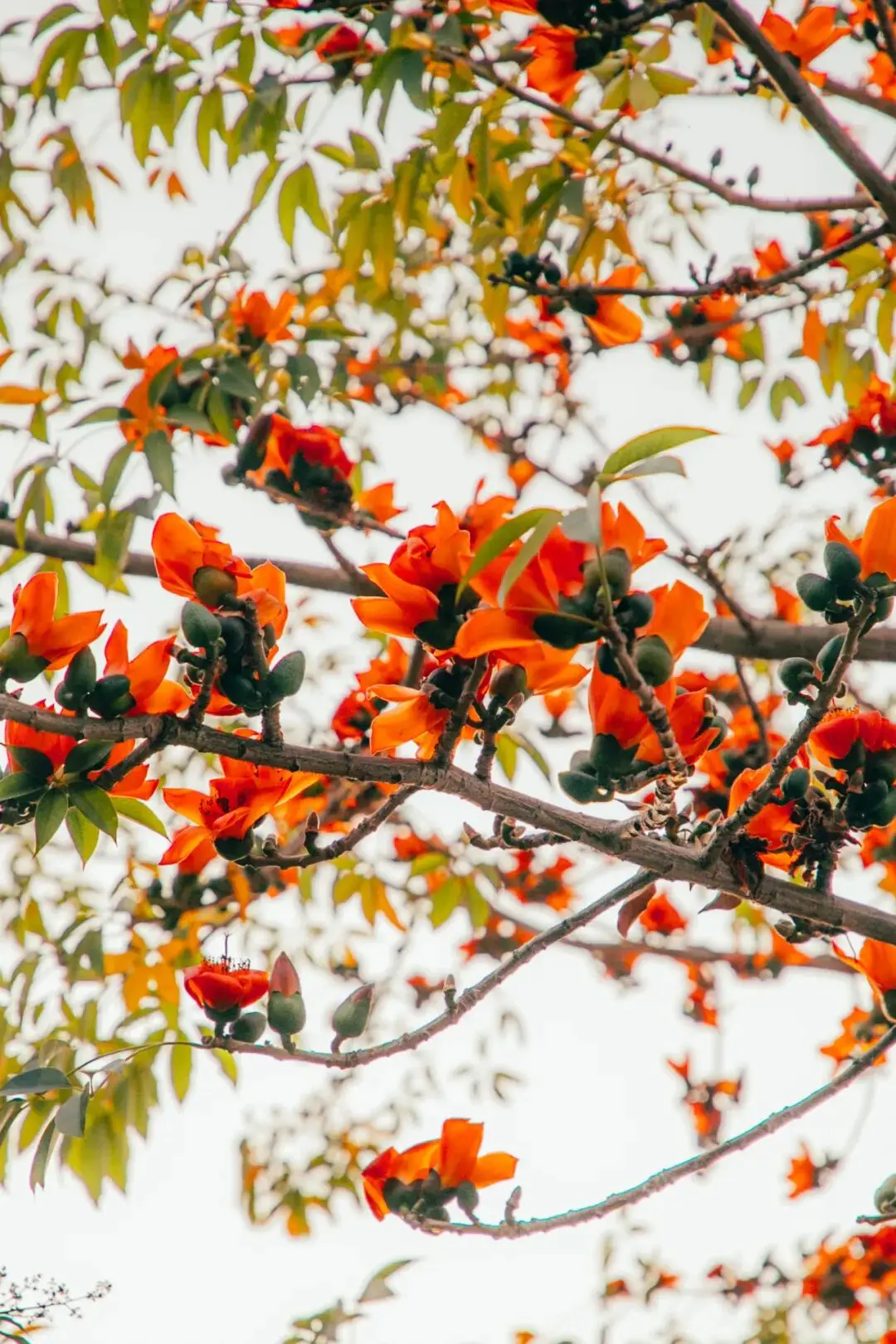 收藏！泉州春日賞花去哪裡？花期+地址全攻略