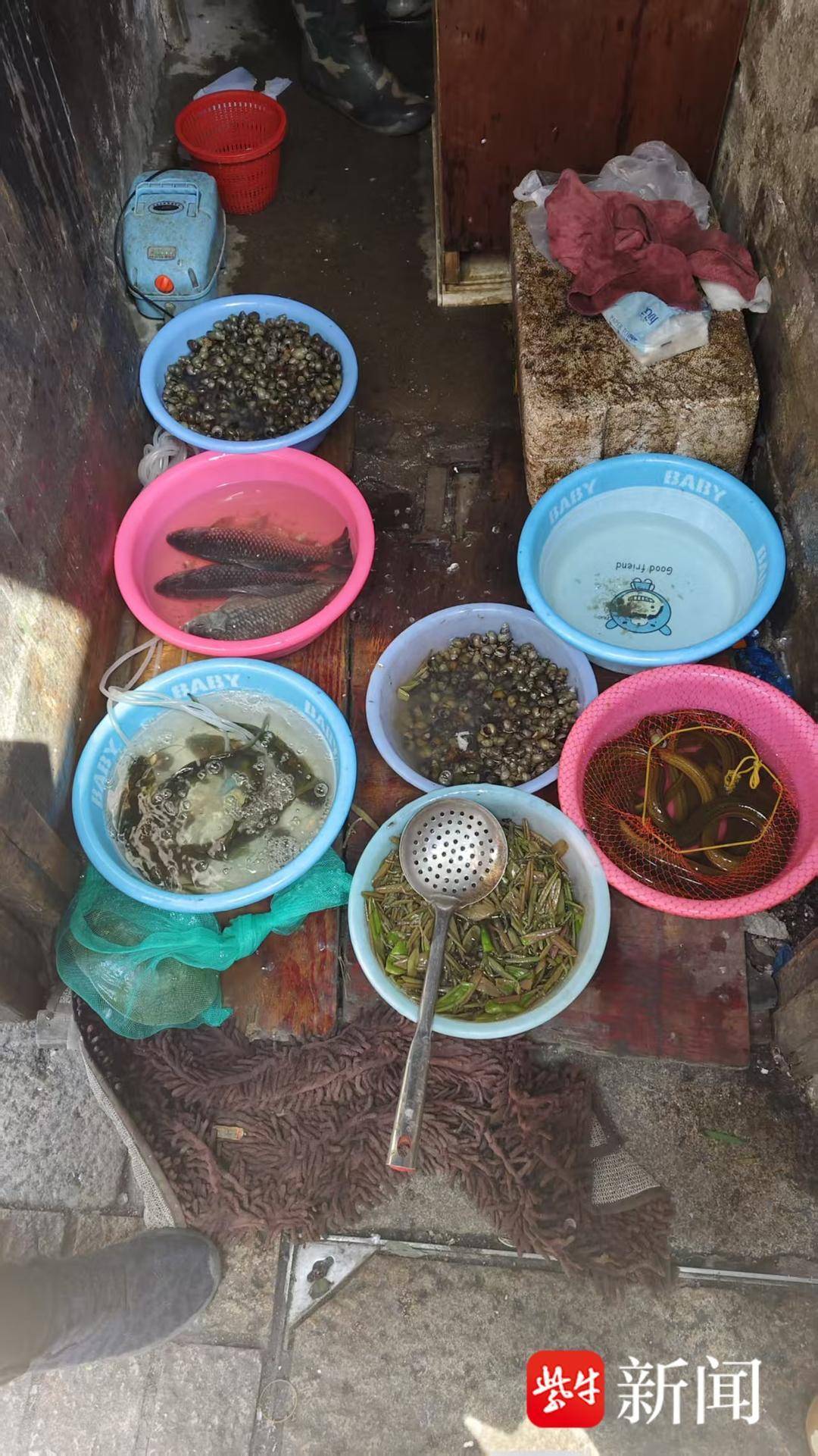 蓴菜鮮嫩上市每斤23元，搭配銀魚成春日美食標配