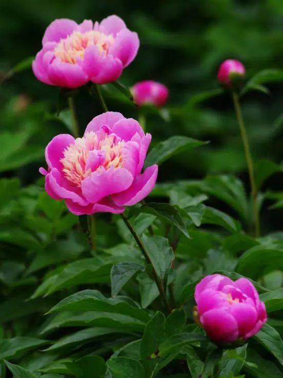 【寫生素材】花中宰相-芍藥花