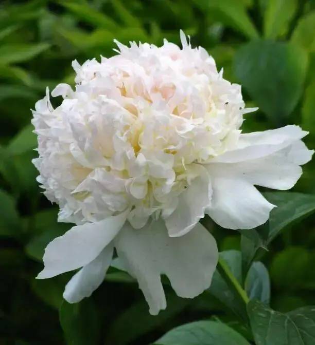 【寫生素材】花中宰相-芍藥花