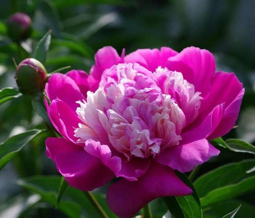 【寫生素材】花中宰相-芍藥花