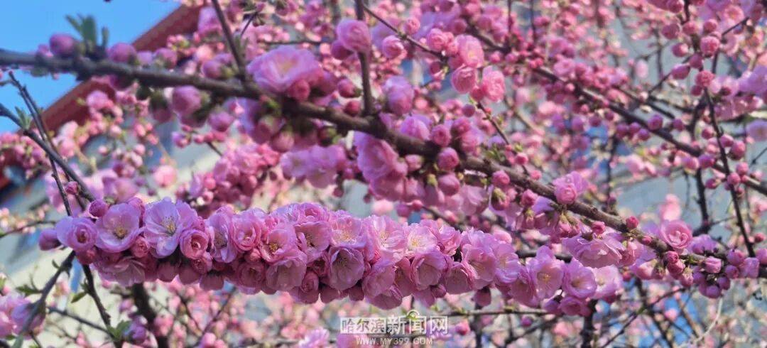 冰城榆葉梅開始綻放｜賞花地圖快收藏→