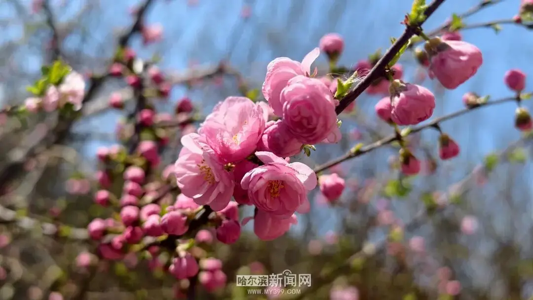 冰城榆葉梅開始綻放｜賞花地圖快收藏→