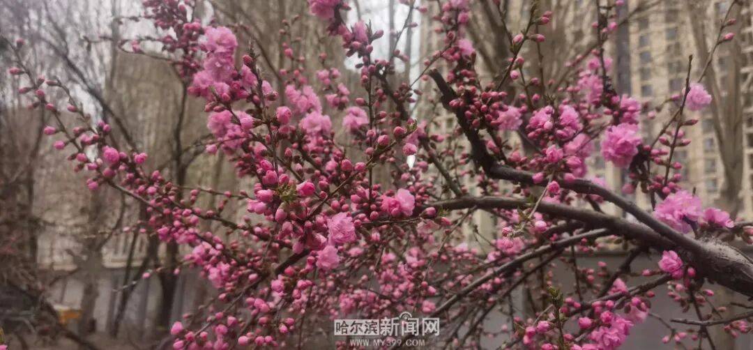 冰城榆葉梅開始綻放｜賞花地圖快收藏→