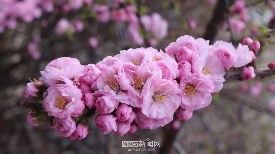 冰城榆葉梅開始綻放｜賞花地圖快收藏→