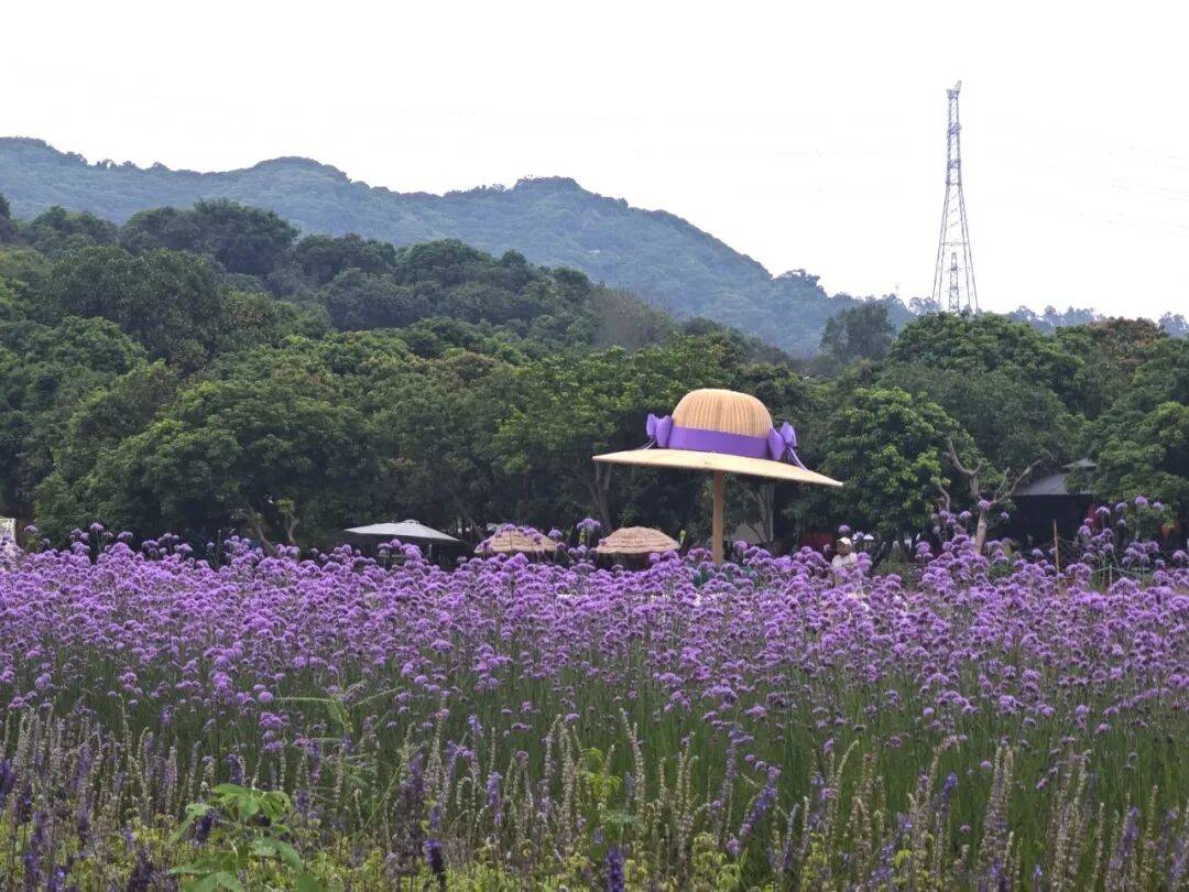 緊急收藏！五一深圳賞花寶地大揭秘，免費又好拍！