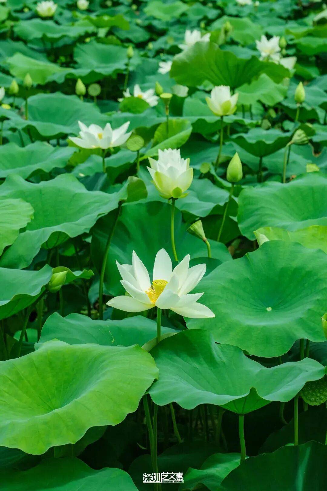 緊急收藏！五一深圳賞花寶地大揭秘，免費又好拍！
