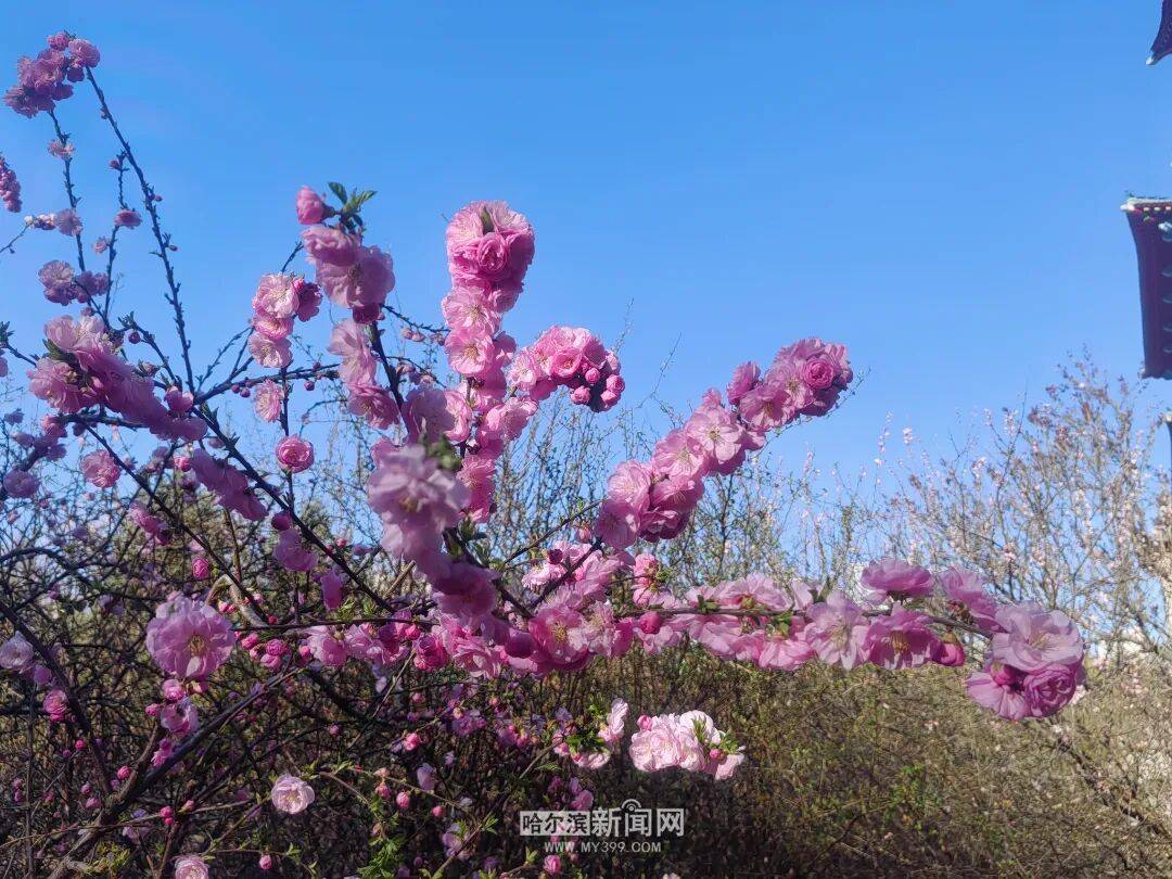 冰城榆葉梅開始綻放｜賞花地圖快收藏→