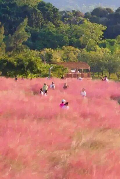 緊急收藏！五一深圳賞花寶地大揭秘，免費又好拍！