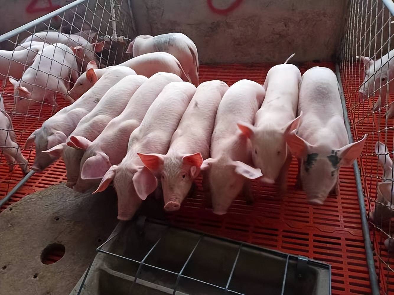 仔豬喂什麼長得最快？養豬人親測，喂對就能快速增重