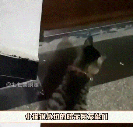 這就是被貓罩著的感覺嗎？取快遞被陌生狗纏住，狸花貓變身黑貓警長霸氣護送！