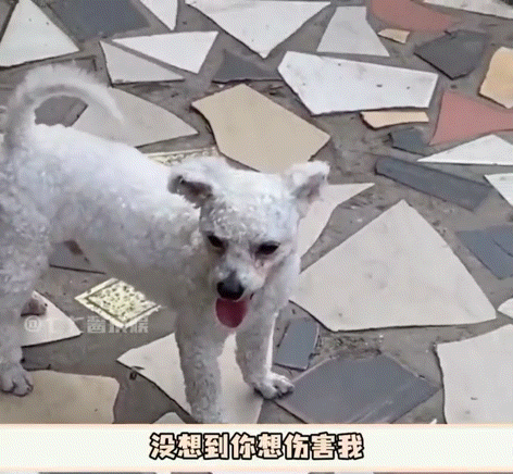 這就是被貓罩著的感覺嗎？取快遞被陌生狗纏住，狸花貓變身黑貓警長霸氣護送！