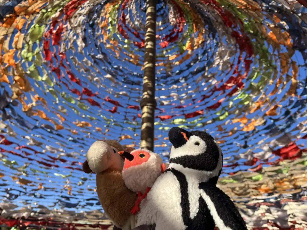 被坑慘了的年輕人，已經放棄找旅遊搭子了