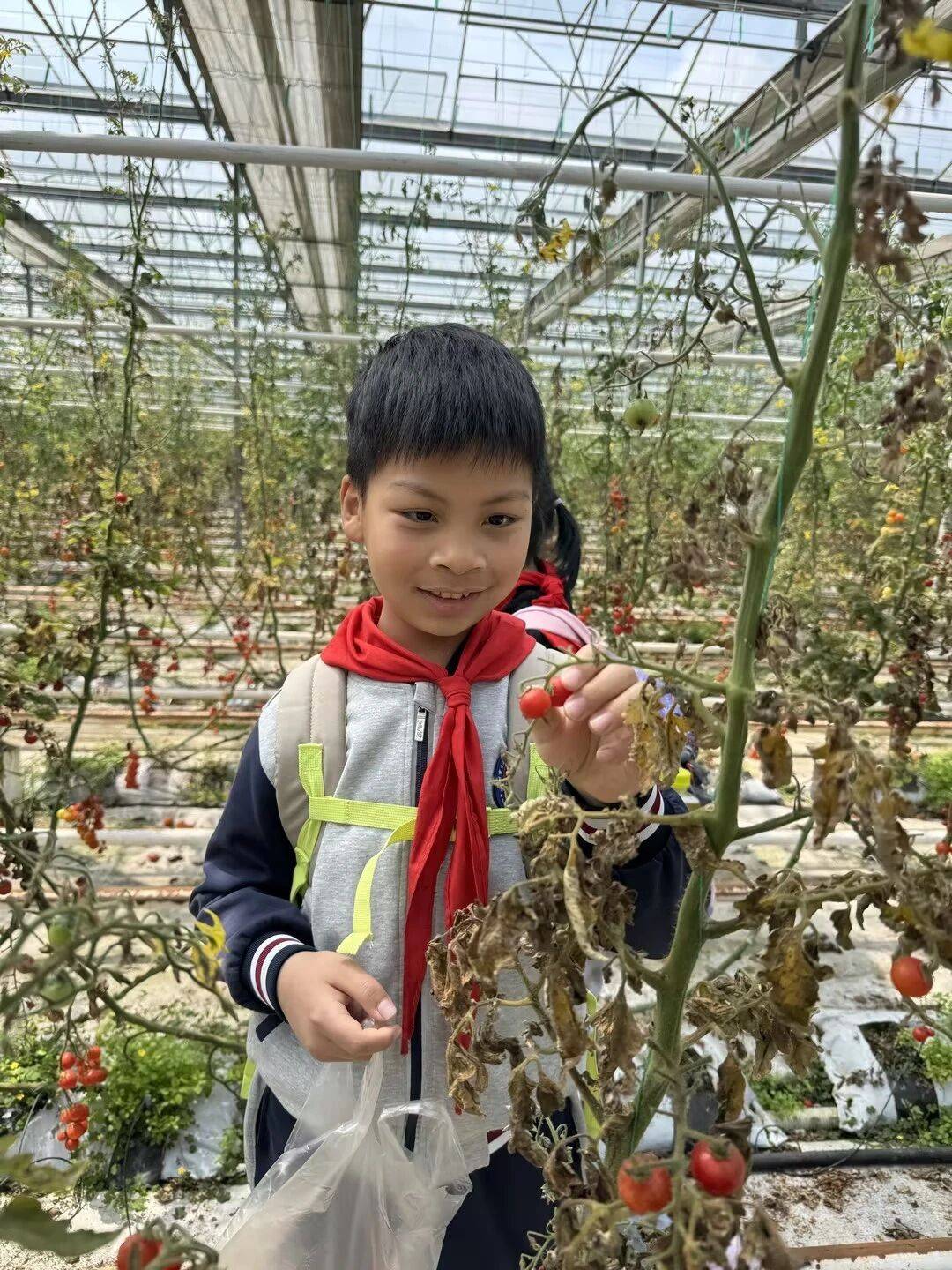 蘇州市三元實驗小學校全體學生走進西山綠光開心農場開展研學實踐活動