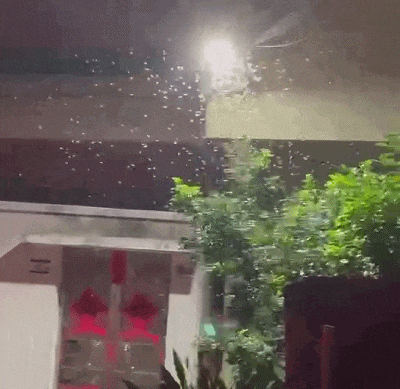 密密麻麻，近期大量出現！廣東人注意：關好門窗