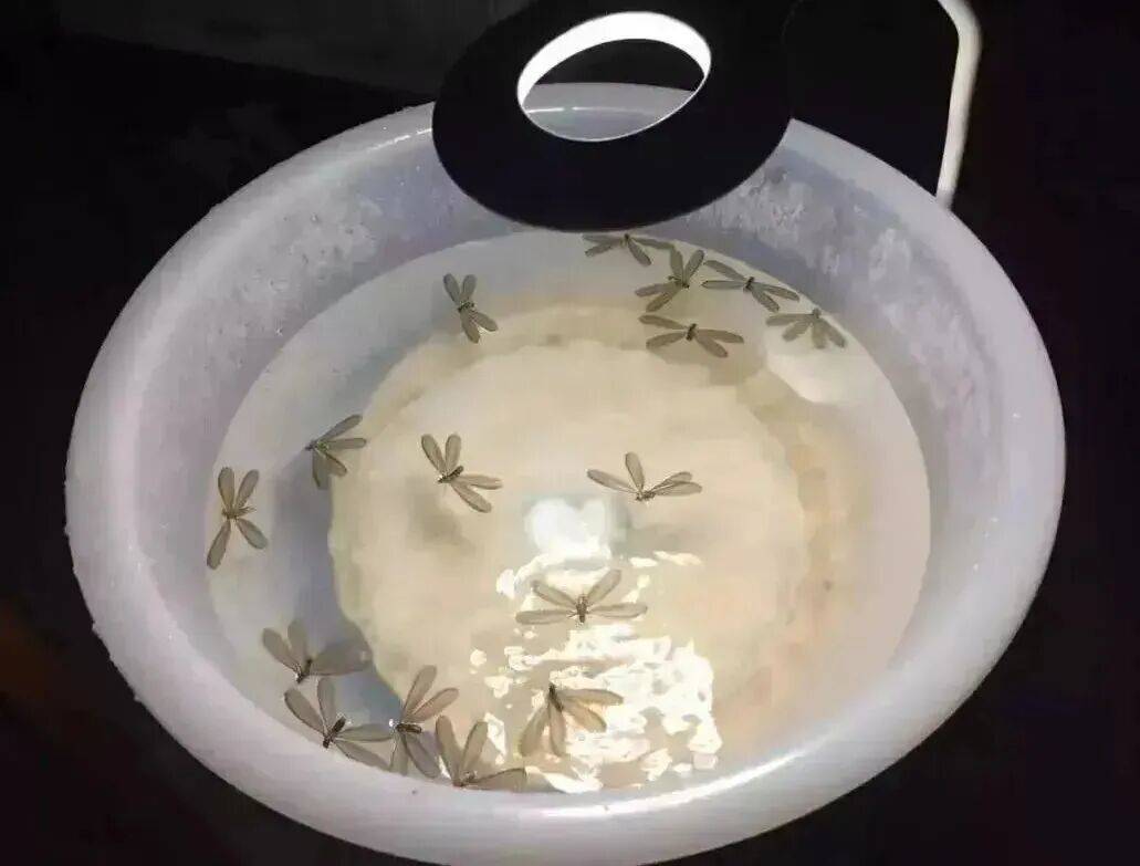 密密麻麻，近期大量出現！廣東人注意：關好門窗