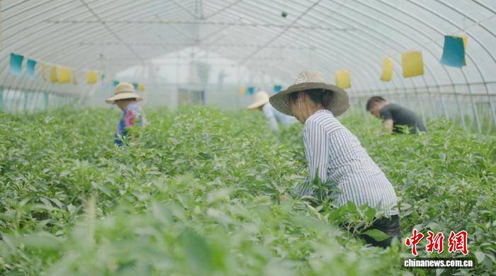 湖南長沙縣：科技育出“致富椒” 特色產業促農增收