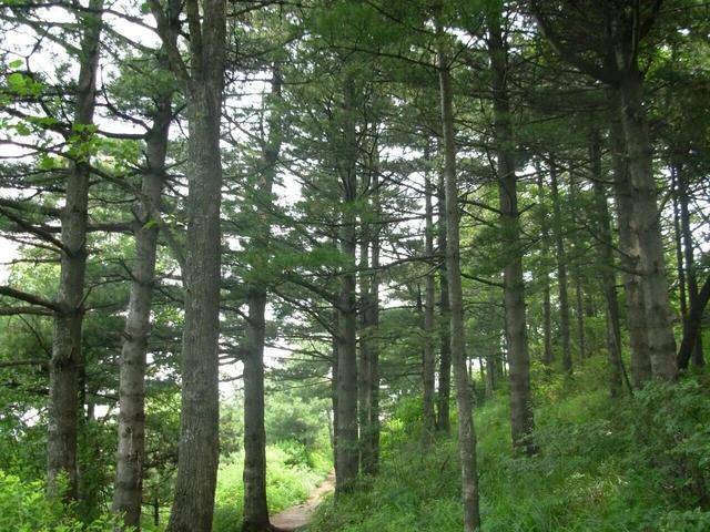 連免4天！洛陽木札嶺景區中國旅遊日免門票