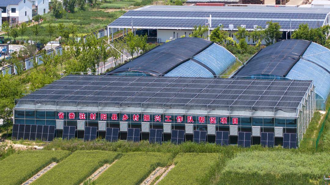 鹽城市射陽縣海通鎮：科技賦能，繪就“莓”好豐收景