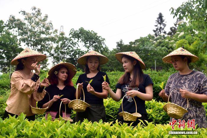 來華留學生福建學習傳統制茶技藝感受民俗文化