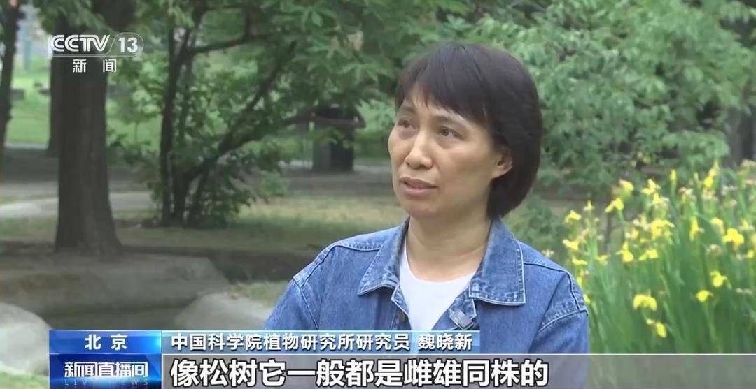 “黃山迎客鬆開花如披黃金甲”影片熱傳，實為往年素材