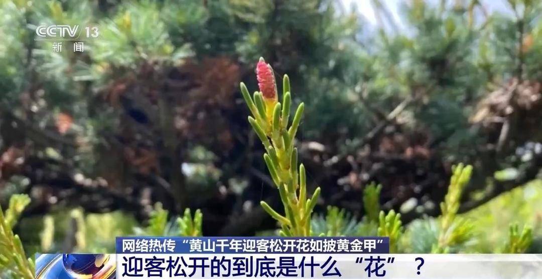 “黃山迎客鬆開花如披黃金甲”影片熱傳，實為往年素材