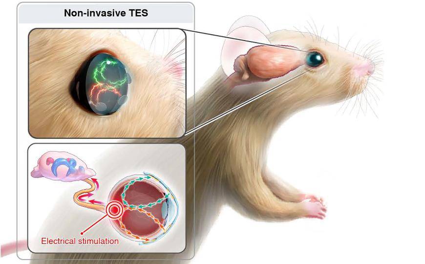 韓媒：智慧隱形眼鏡有望治療抑鬱症