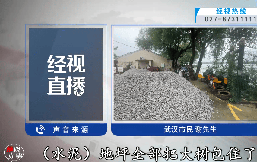 武漢東湖風景區多棵大樹被水泥封住引市民擔憂，商戶：此前沒注意，現在立即整改；相關部門將派人現場檢視