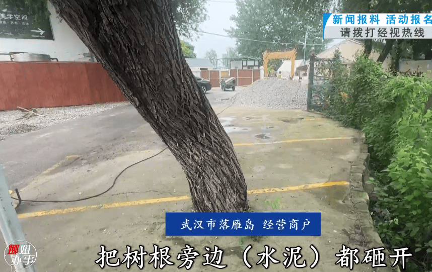 武漢東湖風景區多棵大樹被水泥封住引市民擔憂，商戶：此前沒注意，現在立即整改；相關部門將派人現場檢視