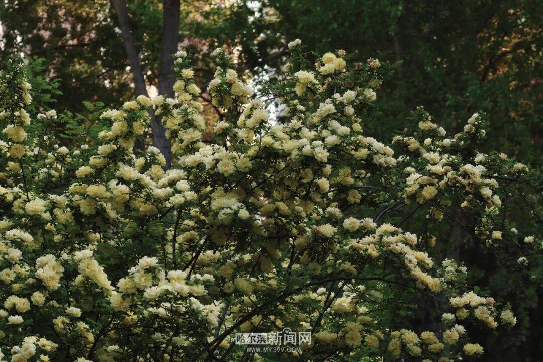 金花爭豔｜冰城黃刺玫迎來盛放季節，賞花地圖快收藏