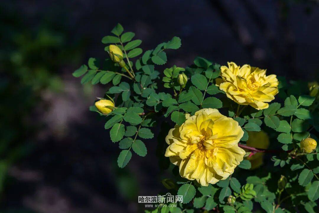 金花爭豔｜冰城黃刺玫迎來盛放季節，賞花地圖快收藏