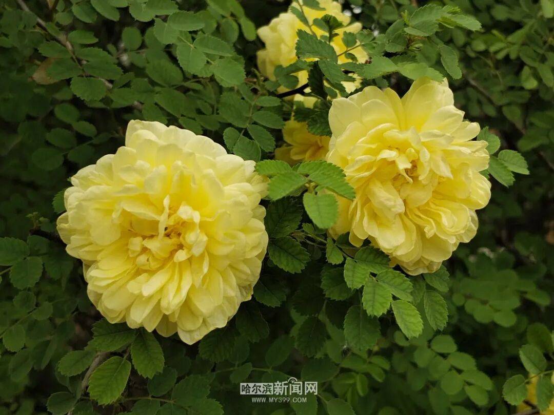金花爭豔｜冰城黃刺玫迎來盛放季節，賞花地圖快收藏