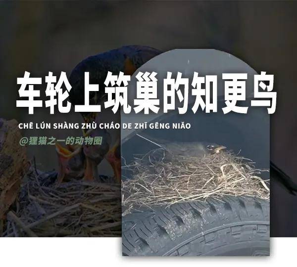 原創美國男子買了輛卡車卻不能開走，因為車輪上有個鳥巢，官方：受法律保護！