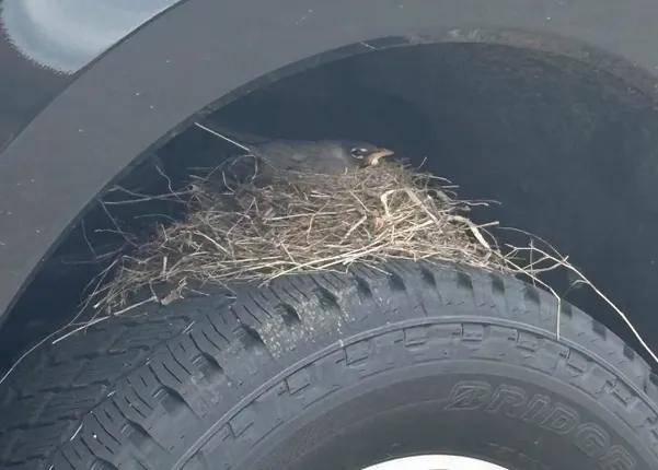 原創美國男子買了輛卡車卻不能開走，因為車輪上有個鳥巢，官方：受法律保護！