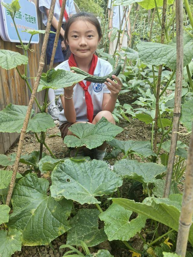 合肥市倫先小學：採摘沁香蔬果，勞動樂享成長