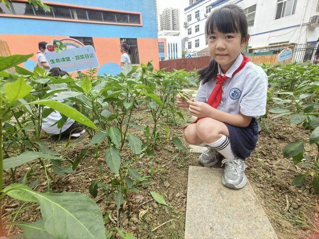 合肥市倫先小學：採摘沁香蔬果，勞動樂享成長