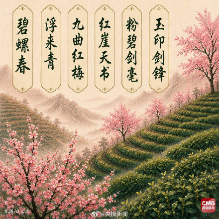 中國人有多會起名這些茶葉告訴你！