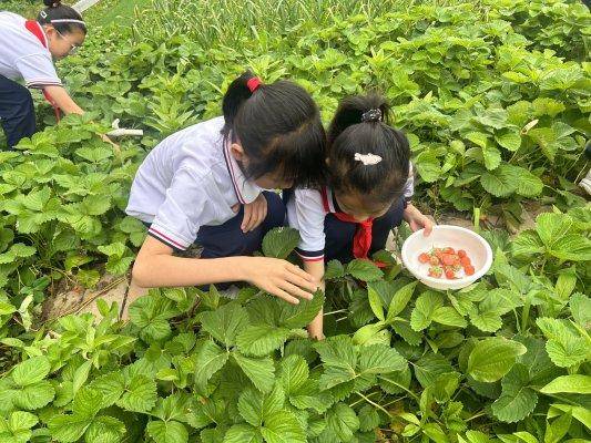 淄博市高青縣常家中心小學開展草莓採摘勞動實踐活動