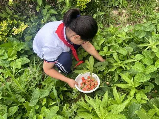 淄博市高青縣常家中心小學開展草莓採摘勞動實踐活動